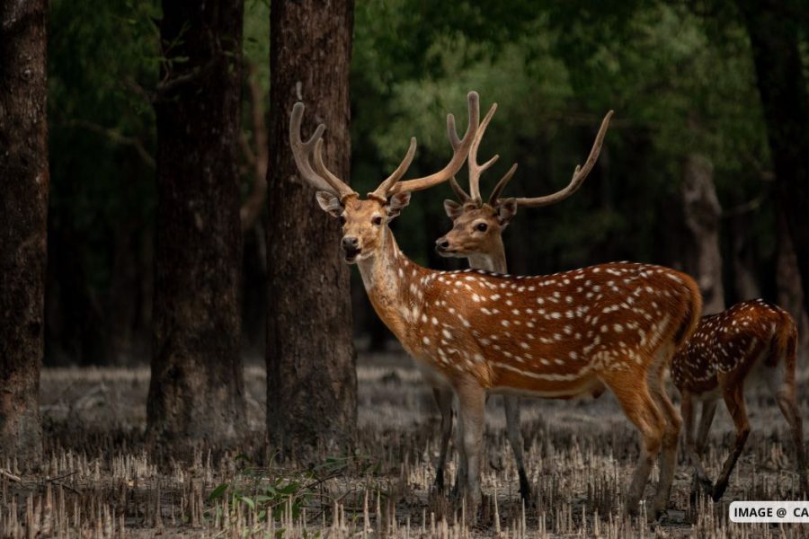 Sundarbans Tour Package-