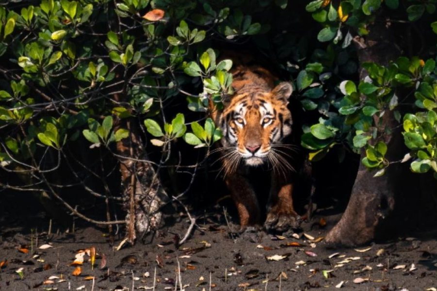 Sundarbans-Kolkata-City-Tour