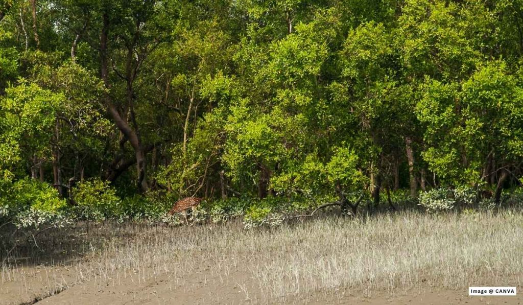 Sundarbans