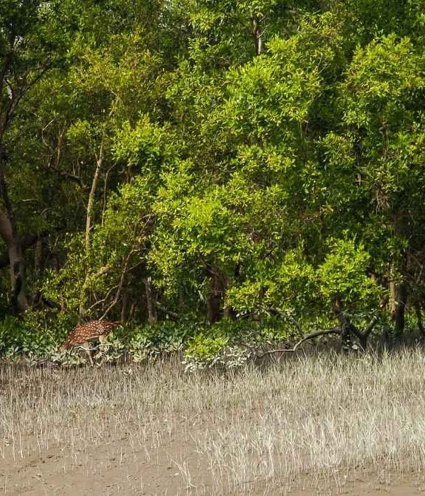 Sundarbans