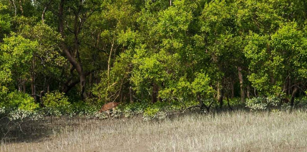 Sundarbans