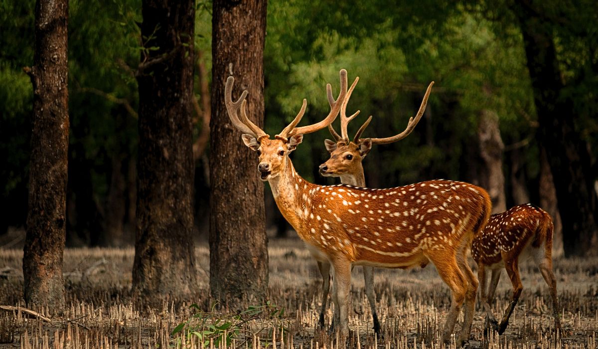 Sundarbans