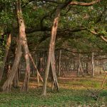 Botanical Gardens in Kolkata