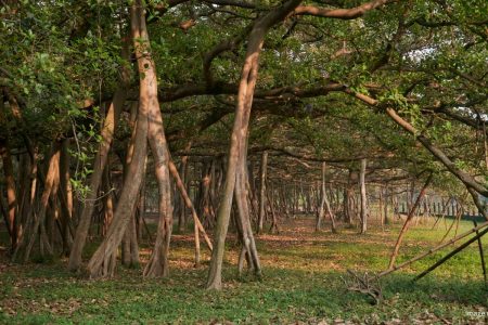 Botanical Gardens in Kolkata