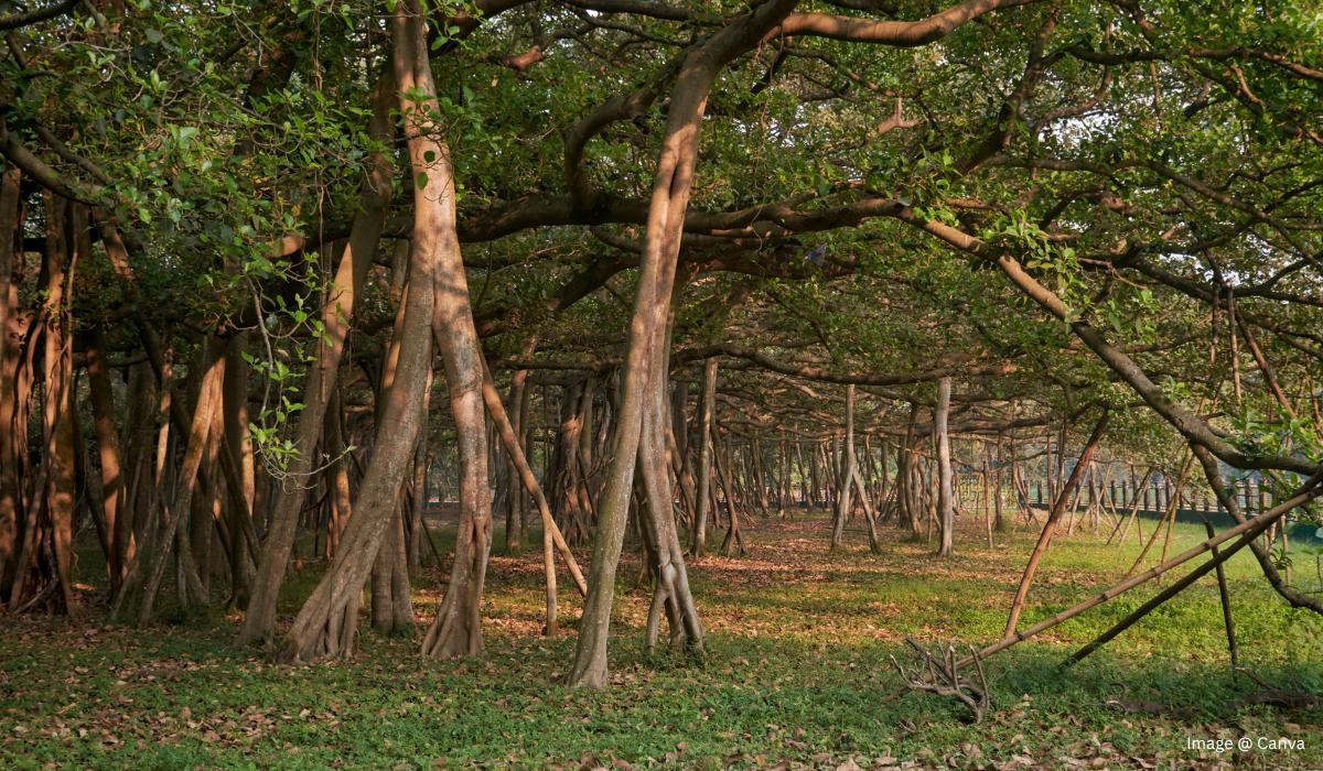 Botanical Gardens in Kolkata